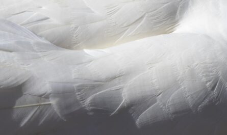 découvrez l'importance des soft skills dans le monde professionnel. apprenez comment développer ces compétences interpersonnelles essentielles pour améliorer votre communication, votre collaboration et votre adaptabilité dans un environnement de travail en constante évolution.
