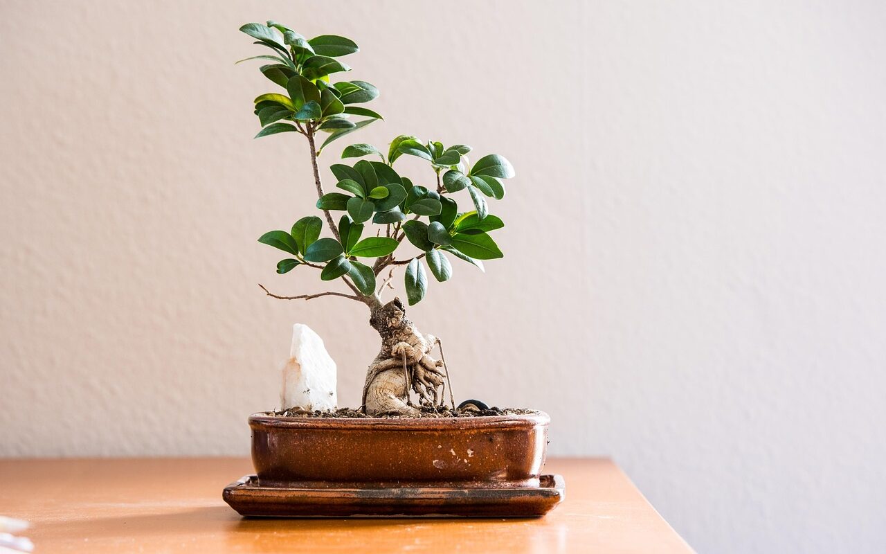 découvrez l'univers des murs végétaux : une solution innovante pour embellir vos espaces intérieurs et extérieurs, tout en améliorant la qualité de l'air. apportez une touche de nature à votre environnement avec des plantes adaptées et une installation personnalisée.