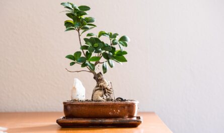 découvrez l'univers des murs végétaux : une solution innovante pour embellir vos espaces intérieurs et extérieurs, tout en améliorant la qualité de l'air. apportez une touche de nature à votre environnement avec des plantes adaptées et une installation personnalisée.